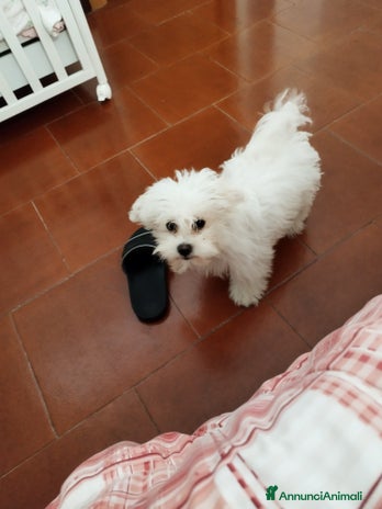 Maltese cani - Annuncio 2