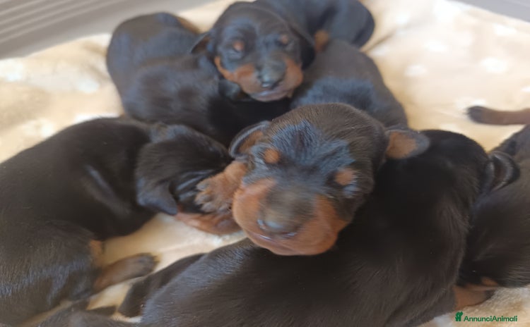 Pinscher Miniatura cani a Città Metropolitana di Firenze - Annuncio 5