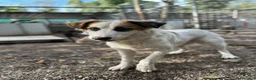 Meticcio cani in regalo: Sofia: amichevole e tranquilla, dolce con tutti  - Annuncio 4