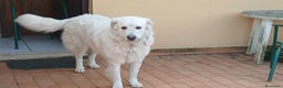 Meticcio cani in regalo: SALLY ATTENDE IL SUO RISCATTO, IN ADOZIONE - Annuncio 2