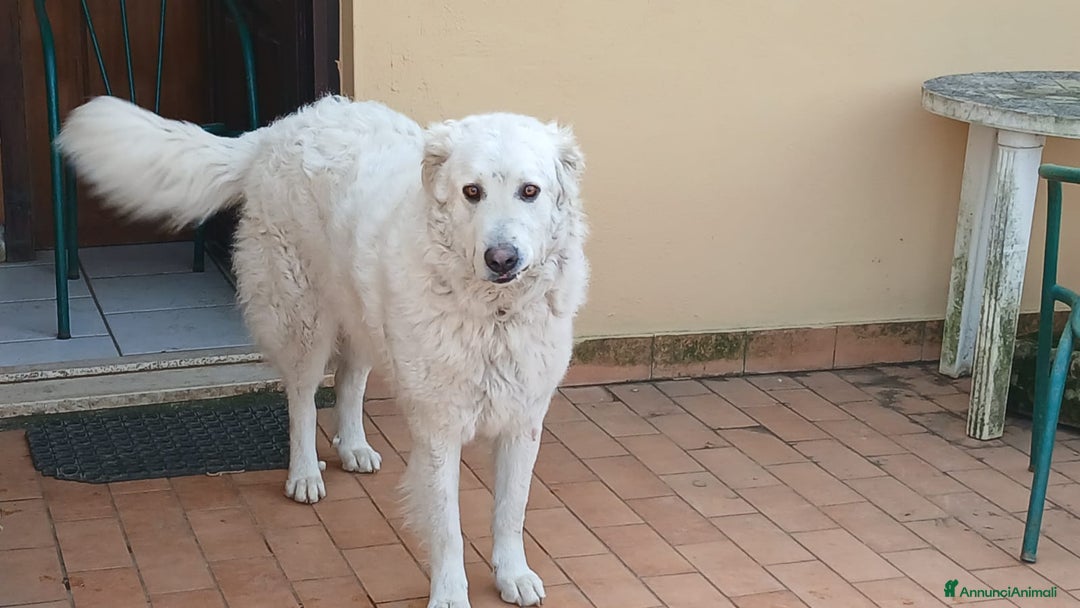 Meticcio cani in regalo: SALLY ATTENDE IL SUO RISCATTO, IN ADOZIONE - Annuncio 2