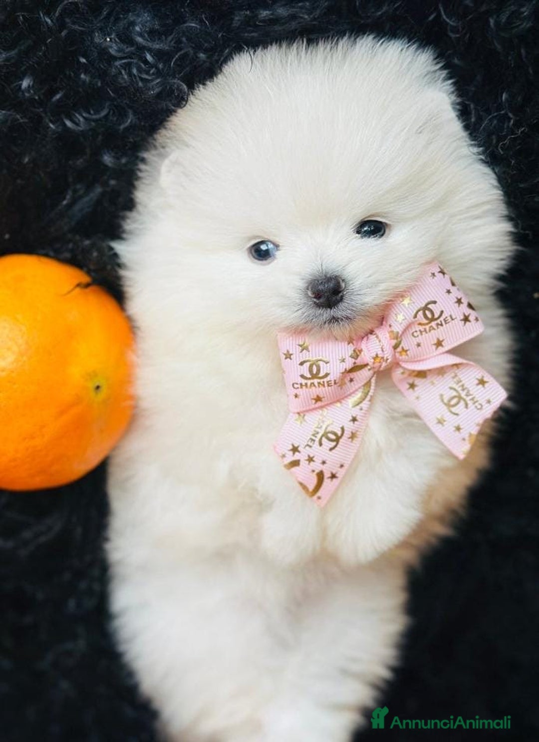 Volpino Pomerania cani in vendita: Cuccioli di Pomerania - Annuncio 21