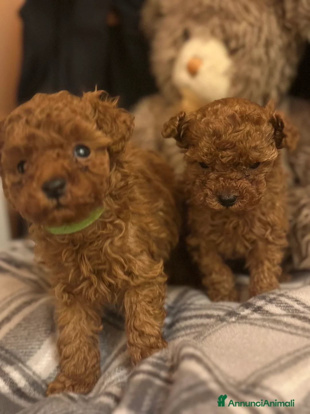 Barboncino Toy cani in vendita: Cuccioli Barbone toy color fulvo - Annuncio 8