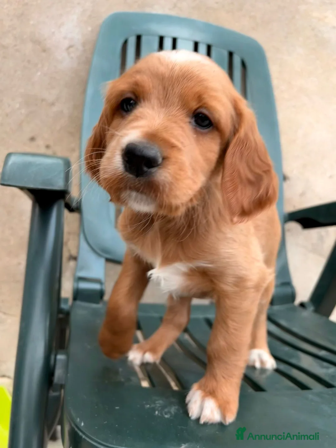 Setter Irlandese cani in vendita: Cuccioli di Setter Irlandesi - Annuncio 3