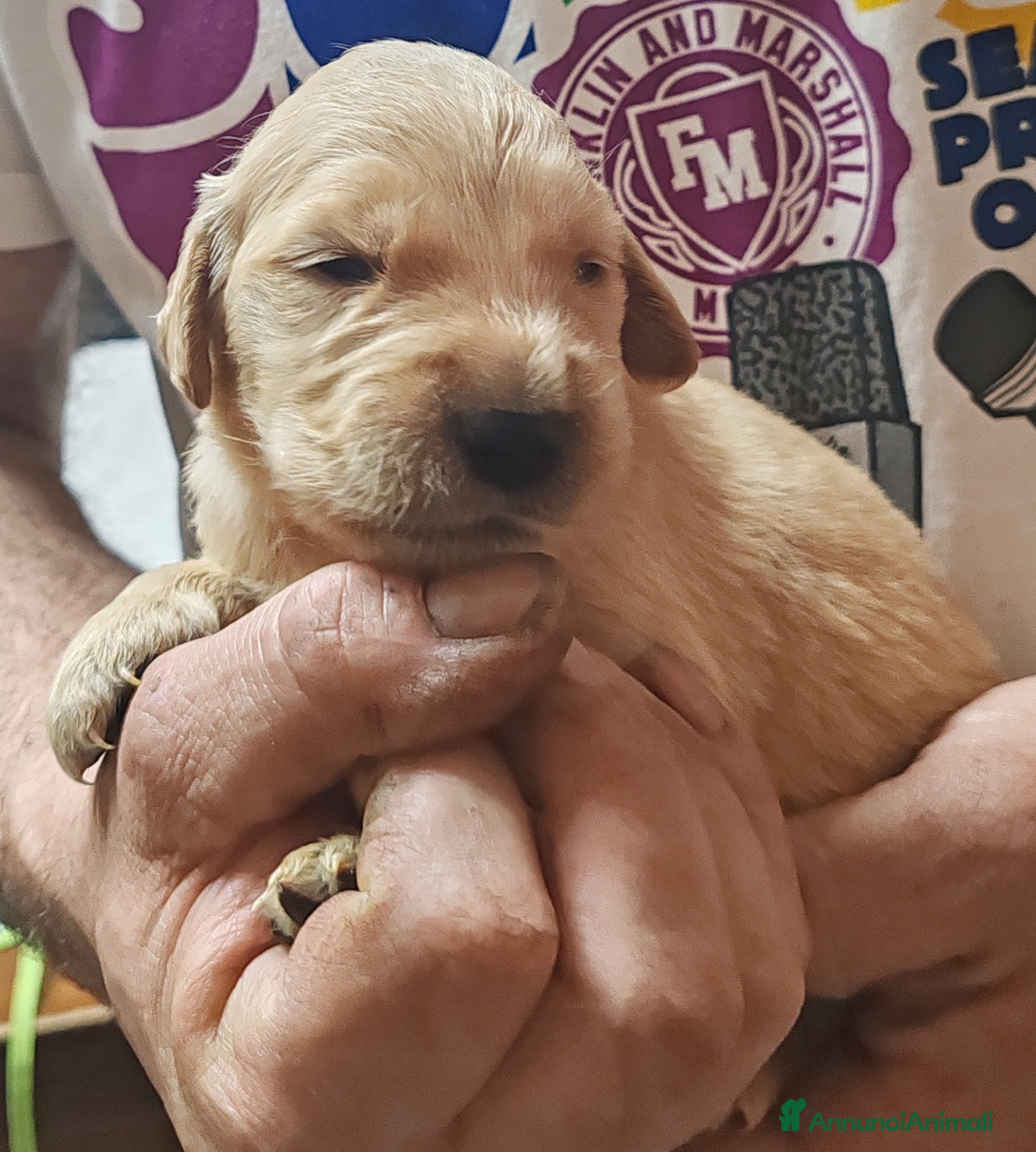 Golden Retriever cani Cuccioli di Golden  - Annuncio 2