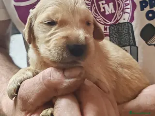 Golden Retriever cani Cuccioli di Golden - Annuncio 2