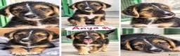 Meticcio cani in regalo: Cucciole di taglia media piccola  - Annuncio 2