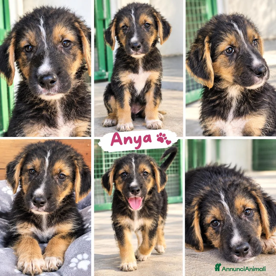Meticcio cani in regalo: Cucciole di taglia media piccola  - Annuncio 2