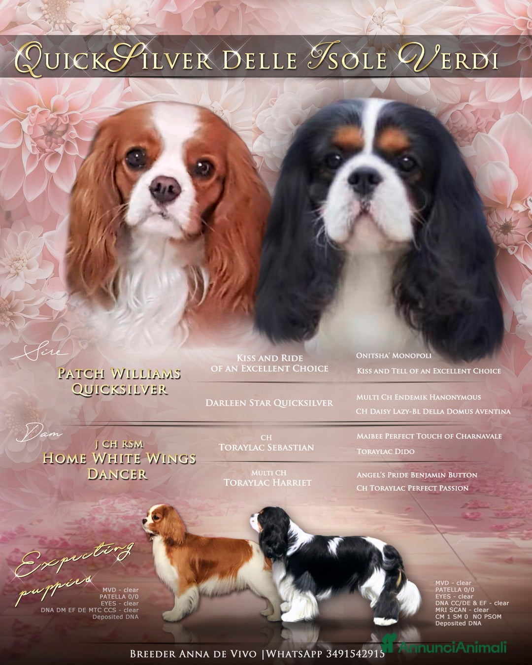 Cavalier King cani in vendita: Cuccioli Quicksilver delle isole verdi  - Annuncio 7