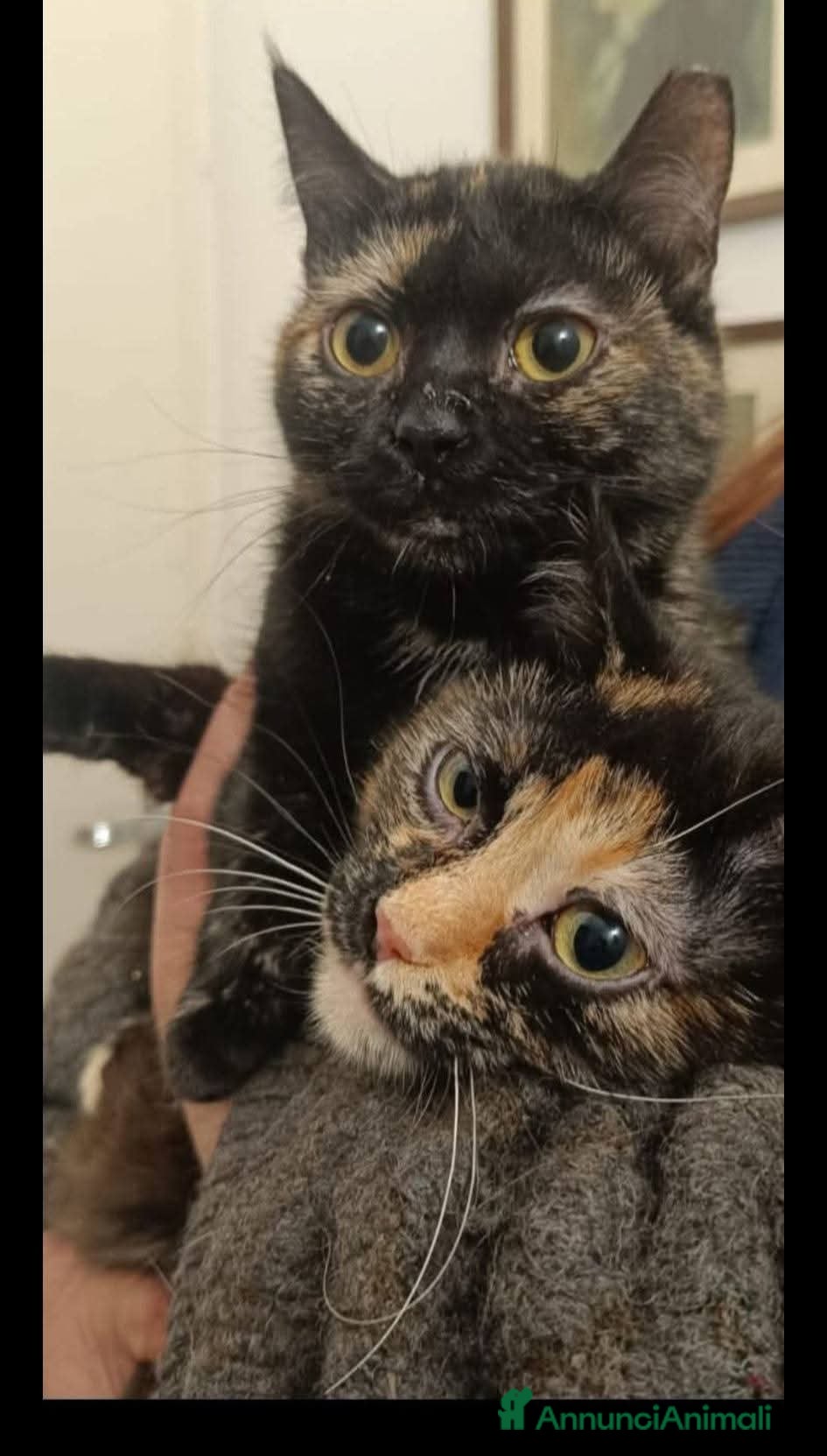 Europeo gatti Peonia e Petunia bellissime micine tartarugate - Annuncio 22