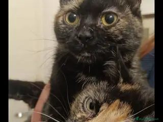 Europeo gatti Peonia e Petunia bellissime micine tartarugate - Annuncio 22