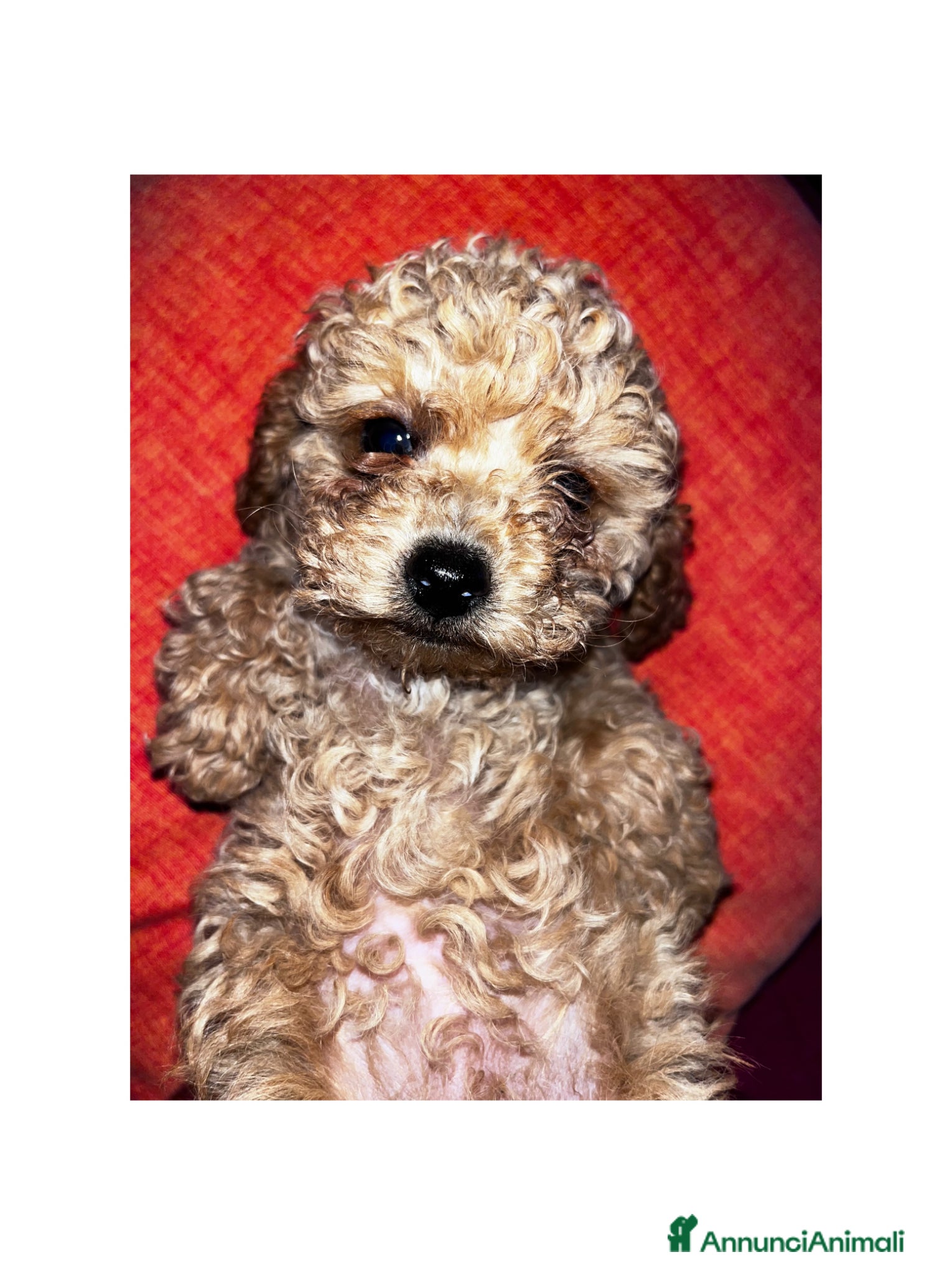 Barboncino Toy cani Barboncini mini toy - Annuncio 25