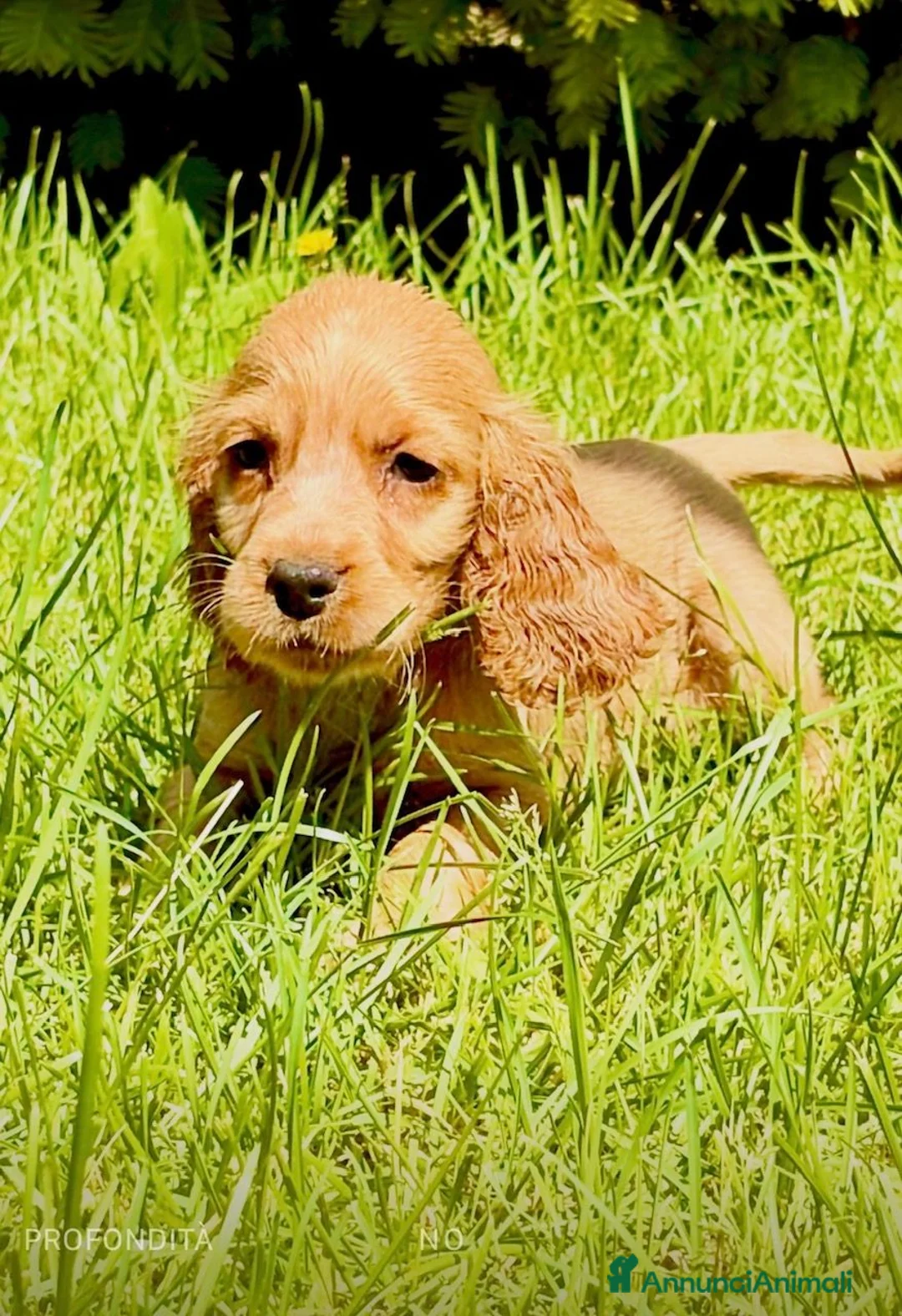 Cocker cani in vendita: COCKER SPANIEL INGLESE - Annuncio 1