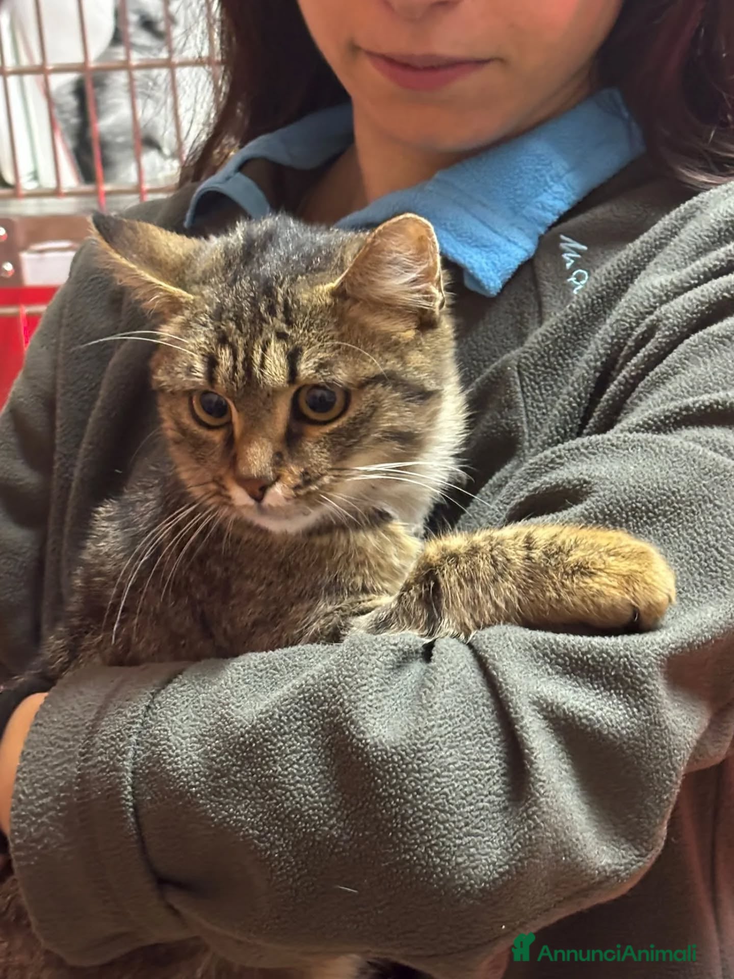 Europeo gatti GREY dolce micino 5 mesi cerca casa - adozione - Annuncio 2