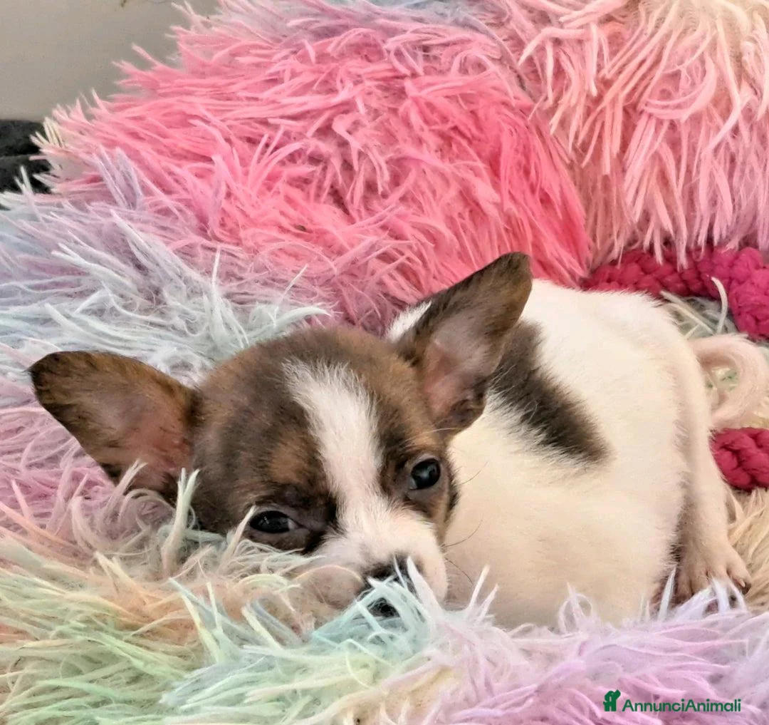 Chihuahua cani in vendita: Bellissimi cuccioli di chihuahua a Città Metropolitana di Napoli - Annuncio 3