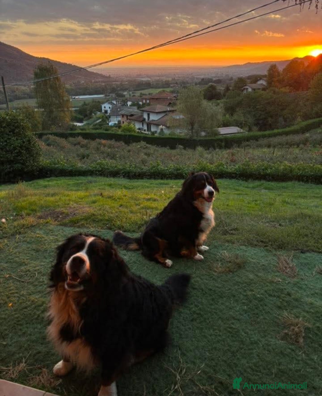 Bovaro del Bernese cani in vendita: BOVARO DEL BERNESE  - Annuncio 4
