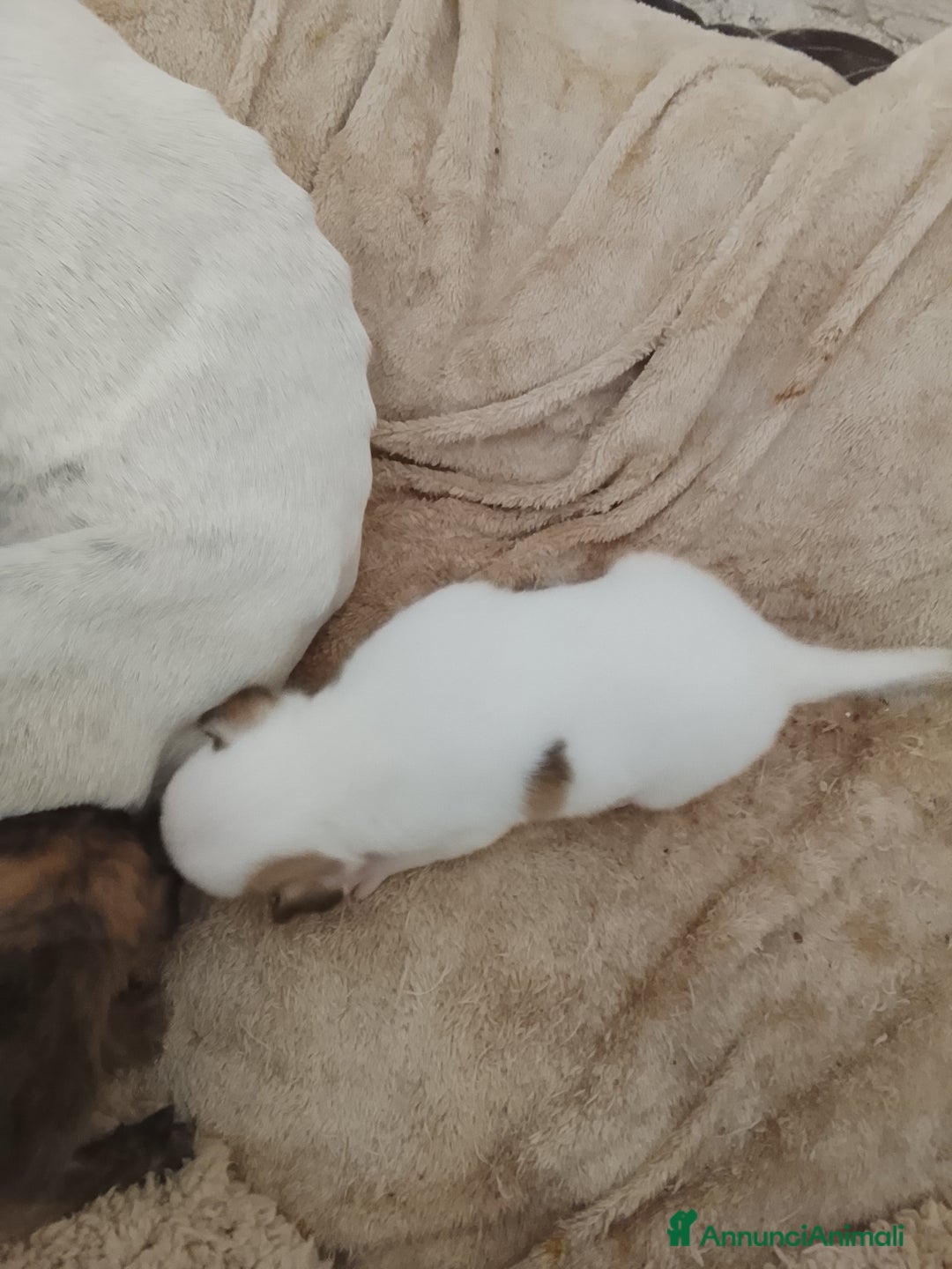 Meticcio cani in vendita: 7 cuccioli incrocio fra Bulldog francese e meticci - Annuncio 9