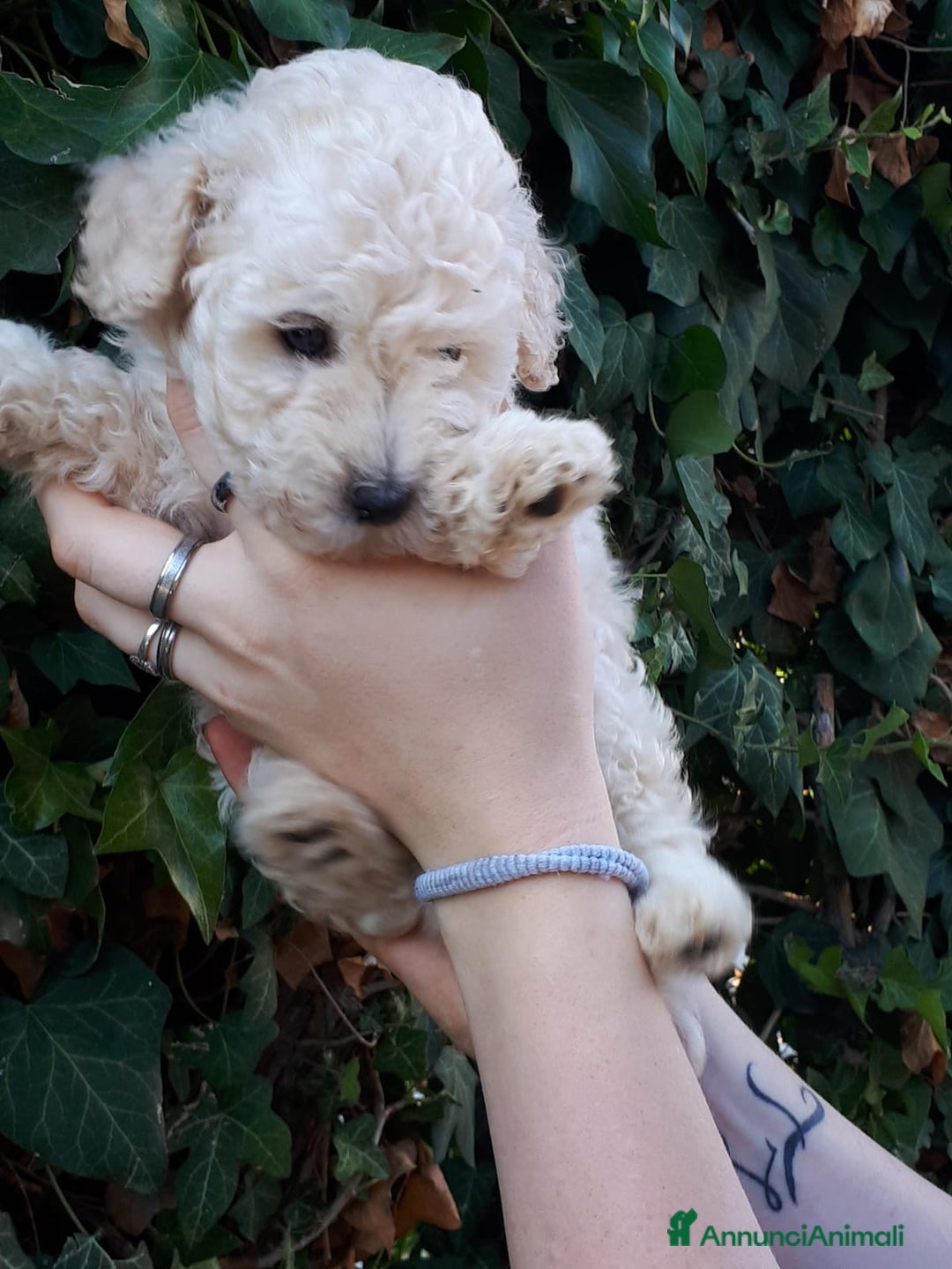 Meticcio cani in vendita: Bellissimi cuccioli Maltipoo color crema - Annuncio 3