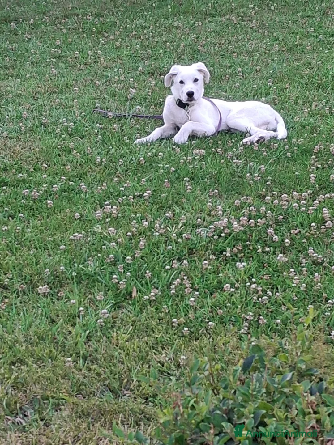Meticcio cani in regalo: YOSHI 💙 il suo stallo è finito.🙏🏻 a Provincia di Brescia - Annuncio 4