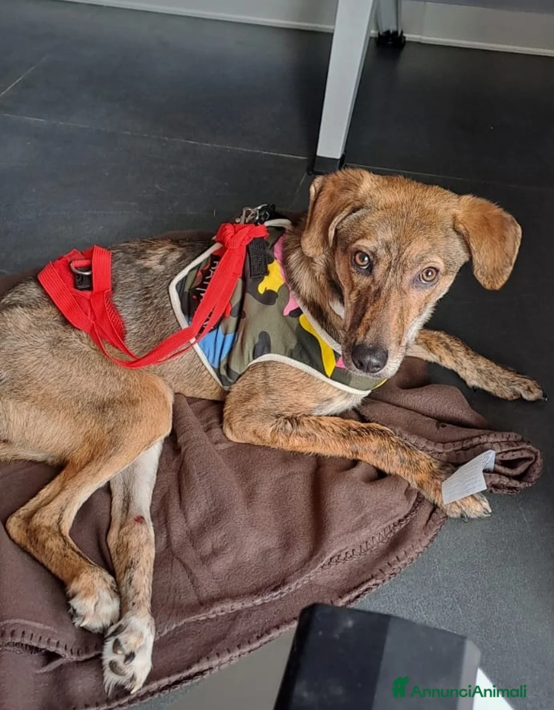 Meticcio cani in regalo: Bimba  a Provincia di Savona - Annuncio 1