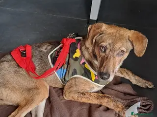 Meticcio cani Bimba - Annuncio 2