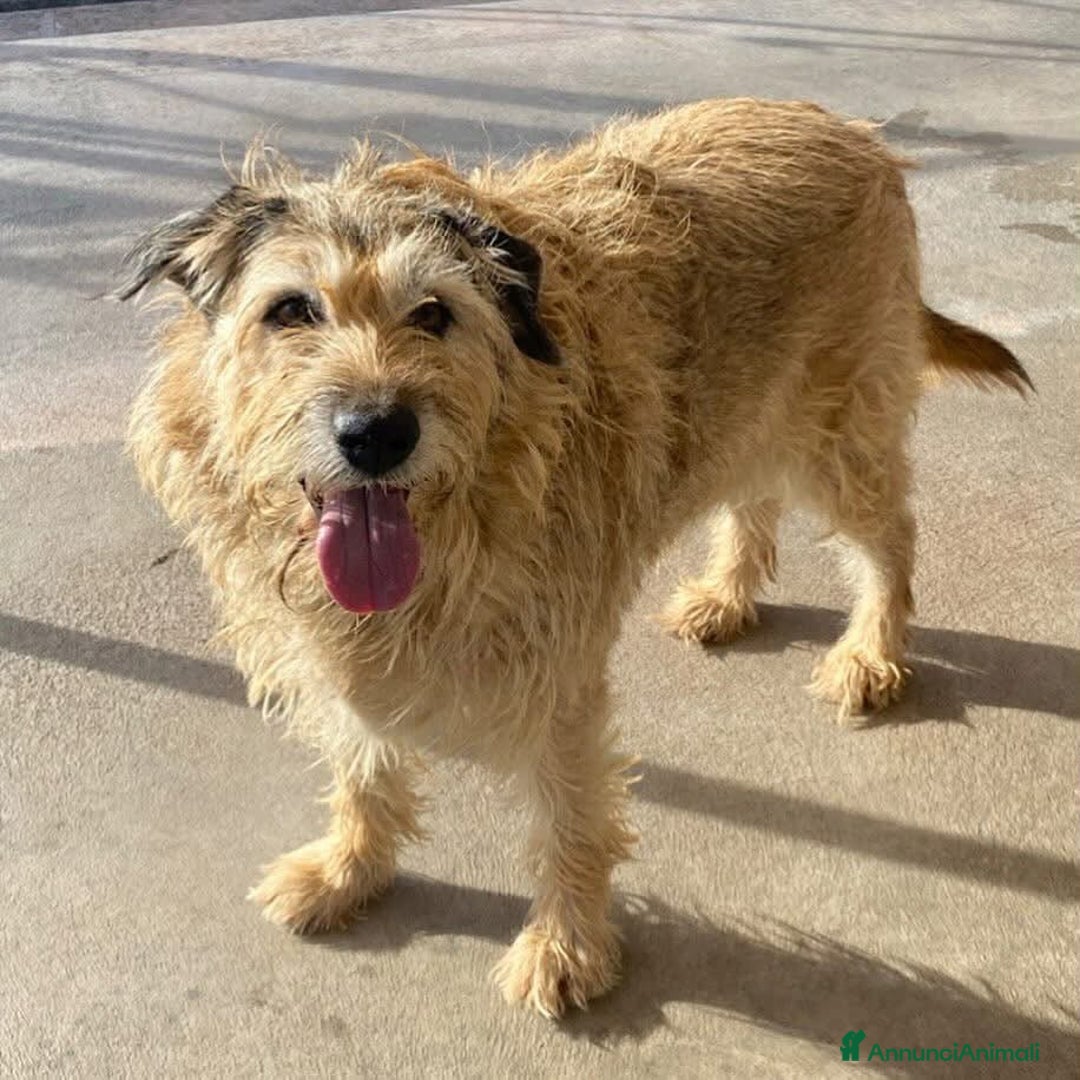 Spinone cani in regalo: REX spinone dolce e coccolone 7 anni cerca casa a Provincia di Latina - Annuncio 3