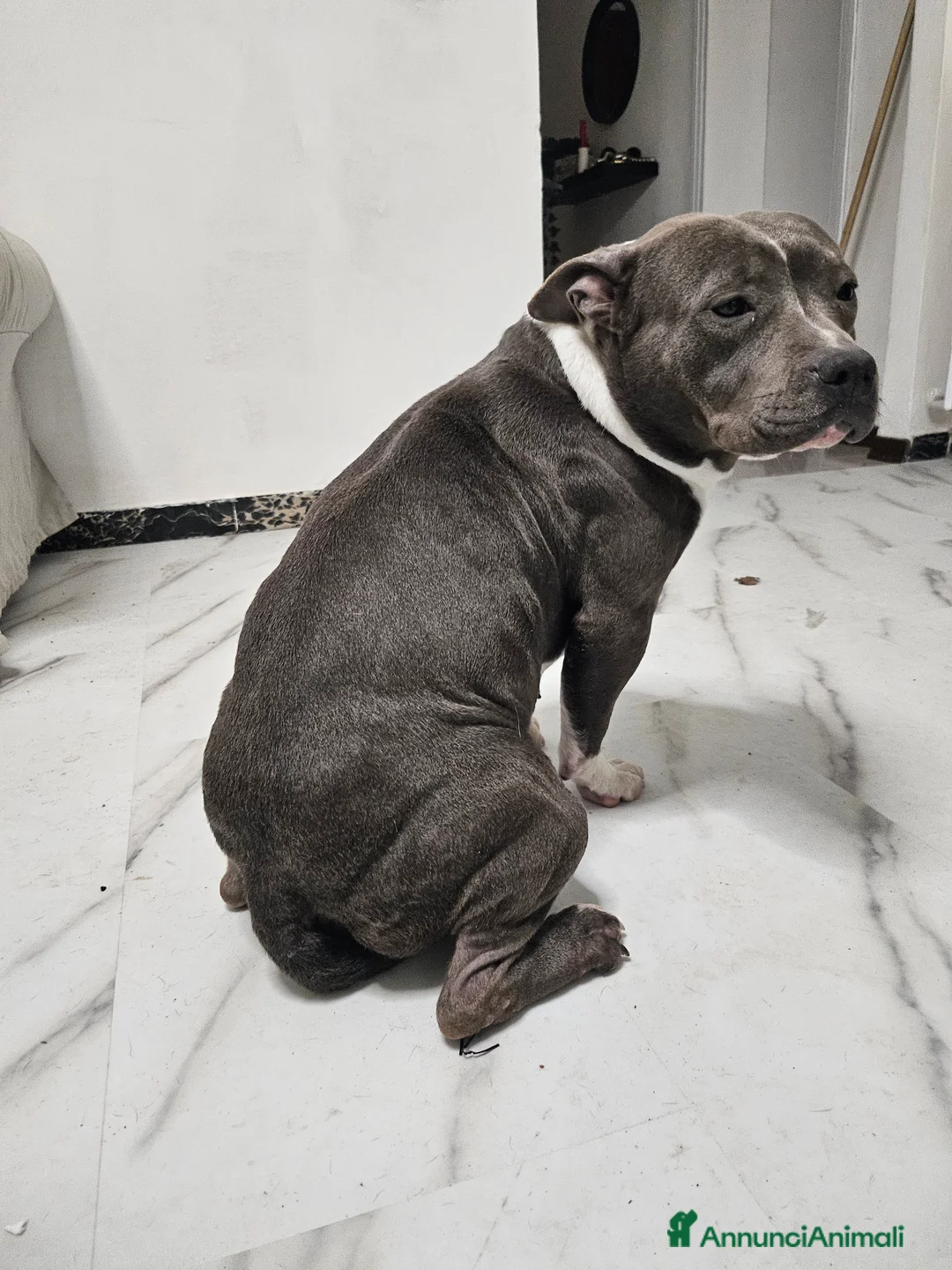 American Staffordshire cani in vendita: Amstaff  - Annuncio 3