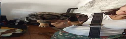Bassotto cani in vendita: Bassotto Arlecchino  - Annuncio 2