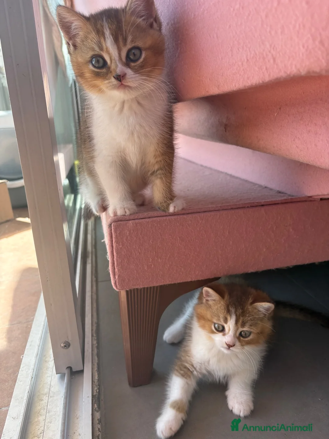 British gatti in vendita: meravigliosi cuccioli gattini British Shorthair  a Città Metropolitana di Torino - Annuncio 2