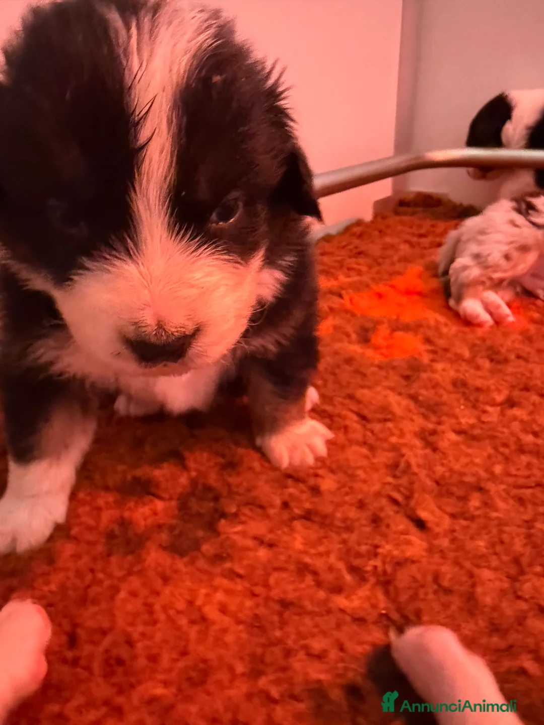 Australian Shepherd cani in vendita: Vendesi cuccioli di Australian shepherd - pedigree - Annuncio 4