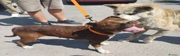 Pitbull cani in regalo: DALILA gentile e socievole - Annuncio 1