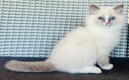 Ragdoll gatti in vendita: Gattino Ragdoll pura razza pedigree qualità show a Provincia di Parma - Immagine 4