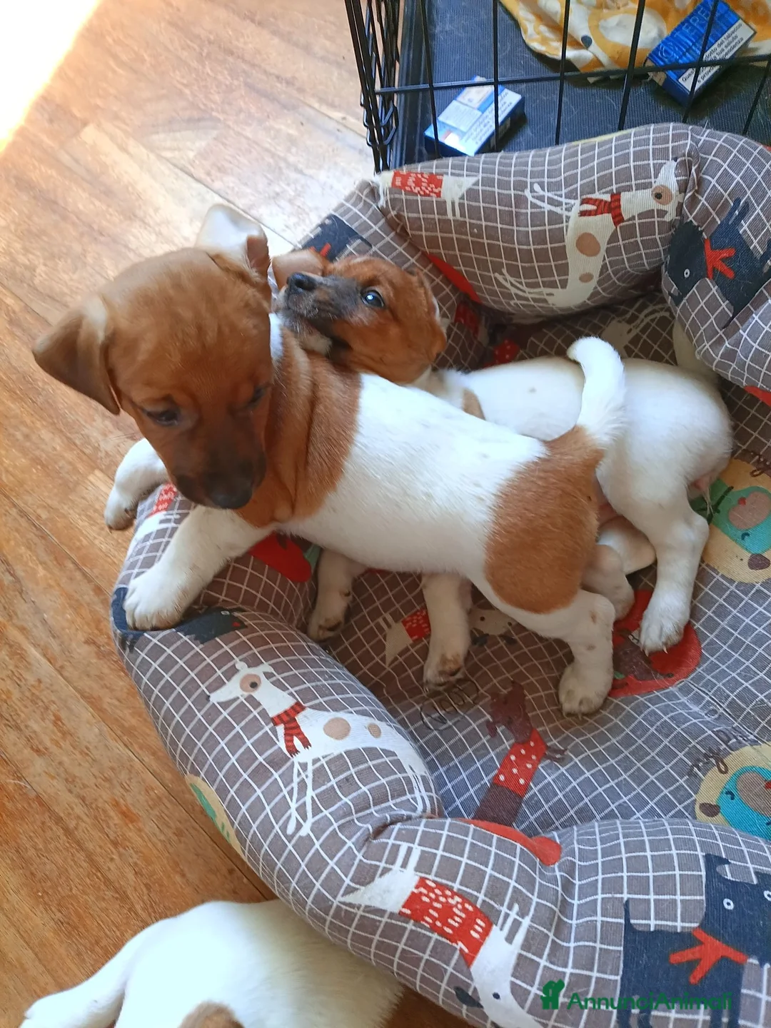 Jack Russell cani in vendita: Vendo cuccioli jack russel a Provincia di Monza e della Brianza - Annuncio 2