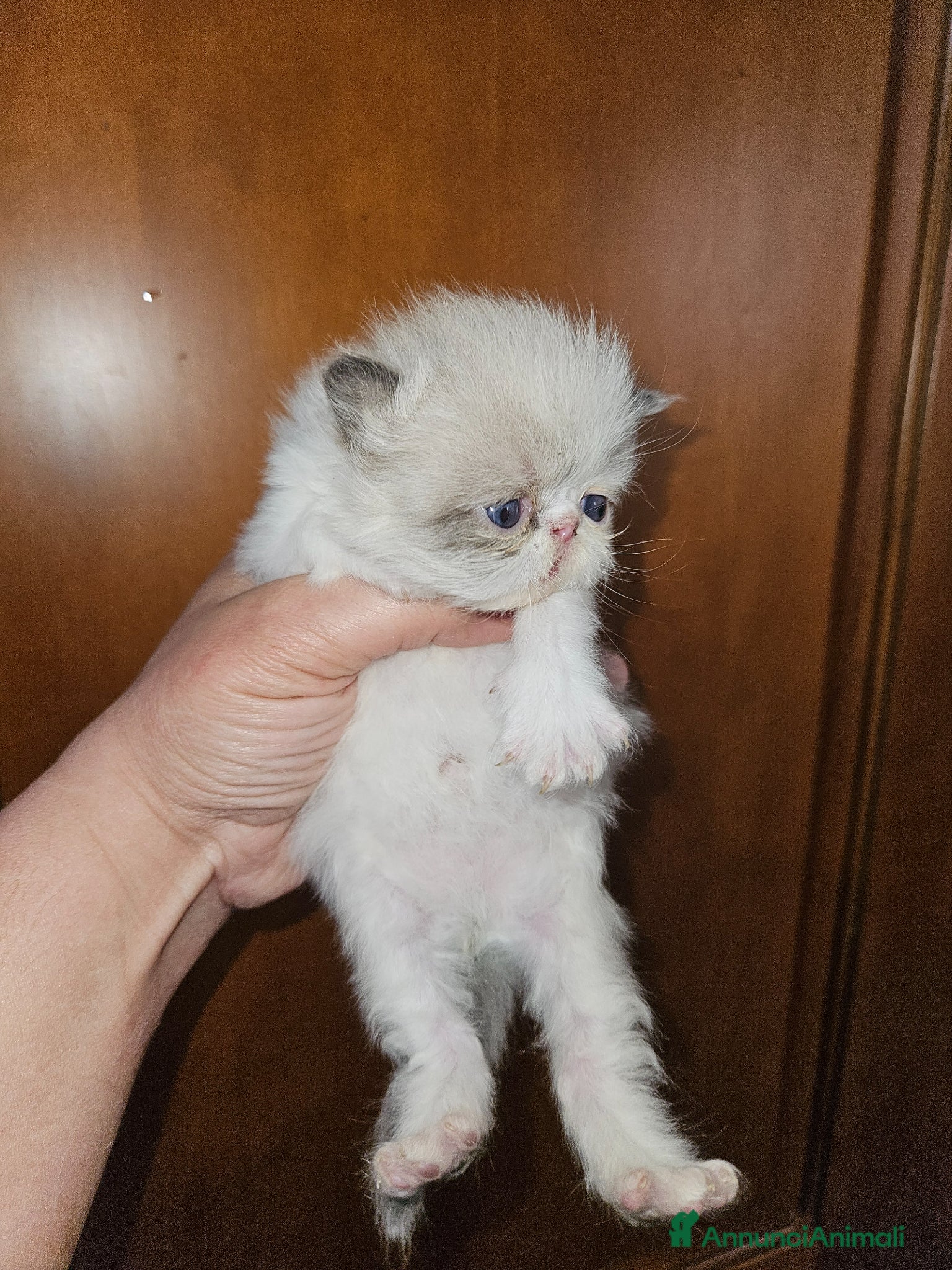 Persiano gatti Gatto persiano  - Annuncio 1