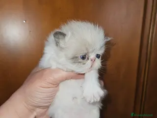 Persiano gatti Gatto persiano - Annuncio 3