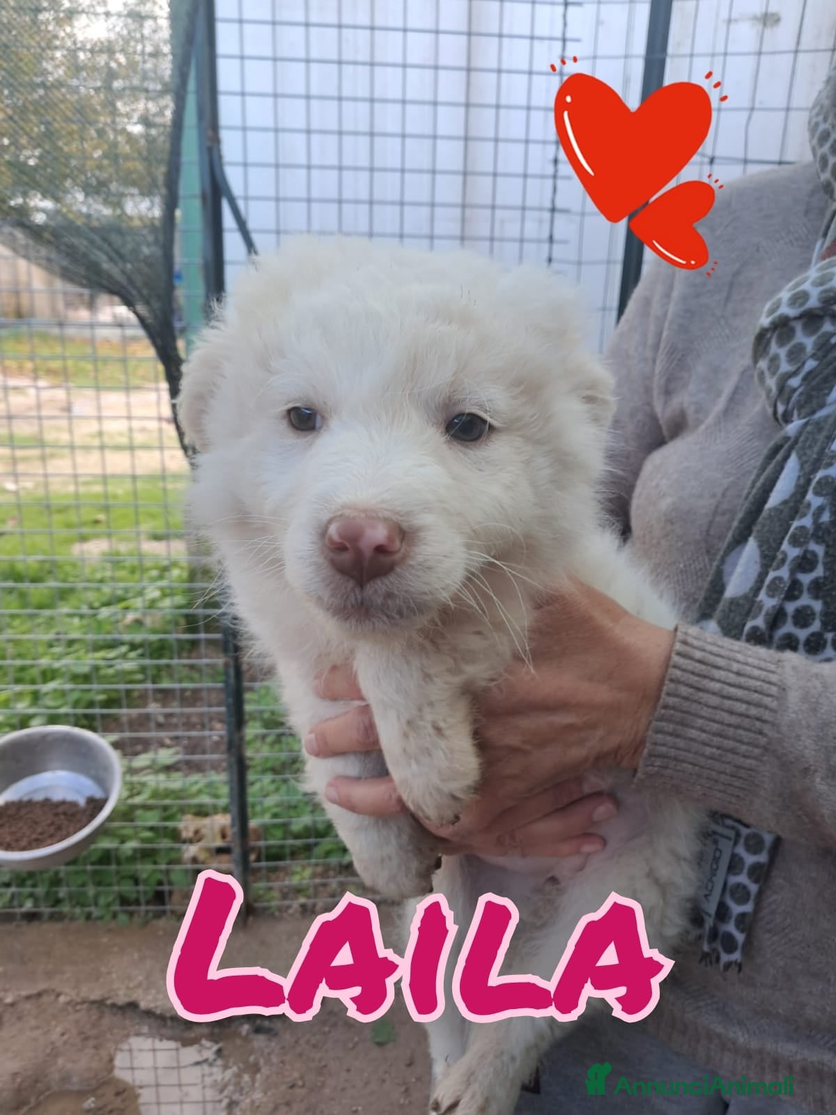 Meticcio cani LAILA piccola dolce cagnolina da amare - Annuncio 34