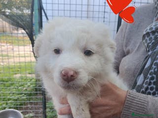 Meticcio cani LAILA piccola dolce cagnolina da amare - Annuncio 34