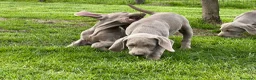 Weimaraner cani in vendita: Cuccioli weimaraner  - Annuncio 3