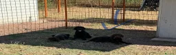Labrador cani in vendita: Cucciolo Labrador Choco  - Annuncio 6