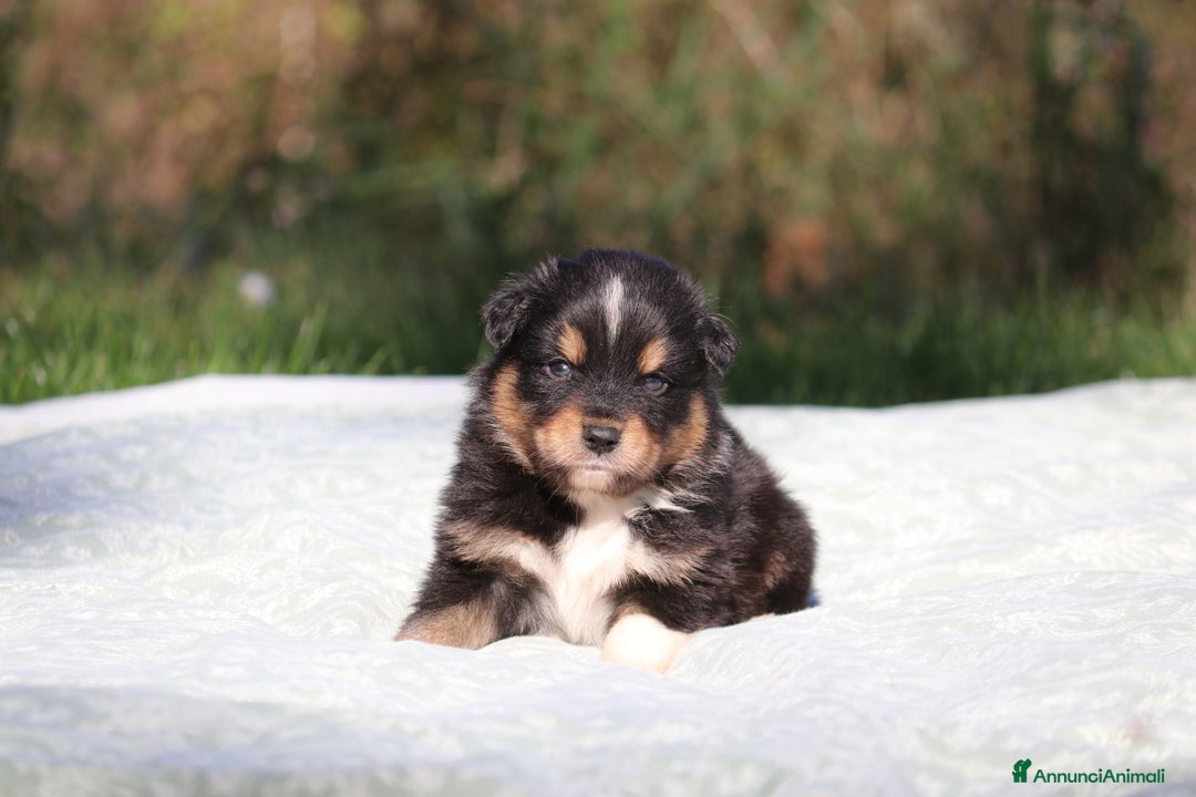 Australian Shepherd cani in vendita: PAstori Australiani cuccioli-Biancaneve e i 6 Nani - Annuncio 5