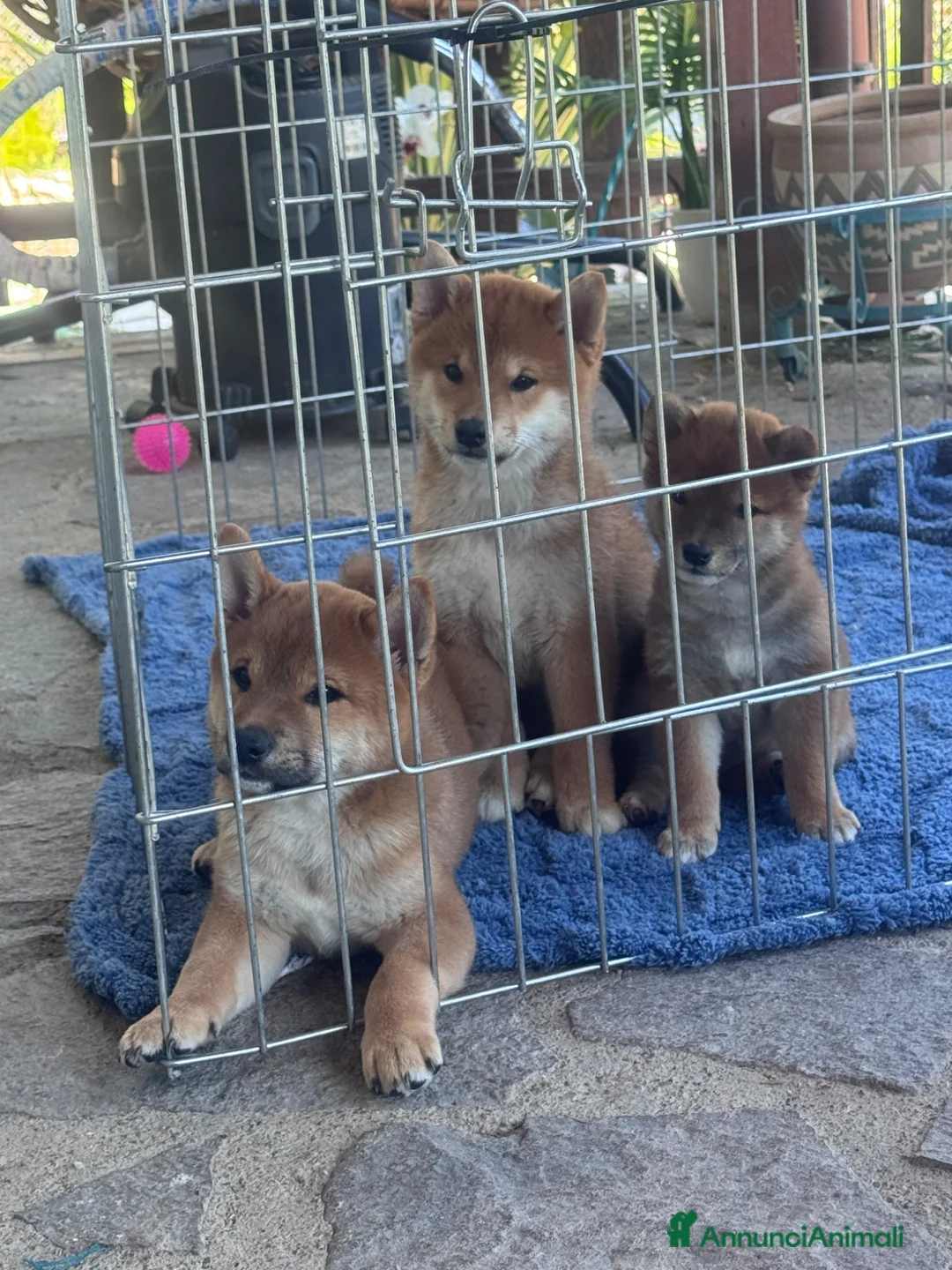 Shiba Inu cani in vendita: VENDITA SHIBA INU  - Annuncio 2