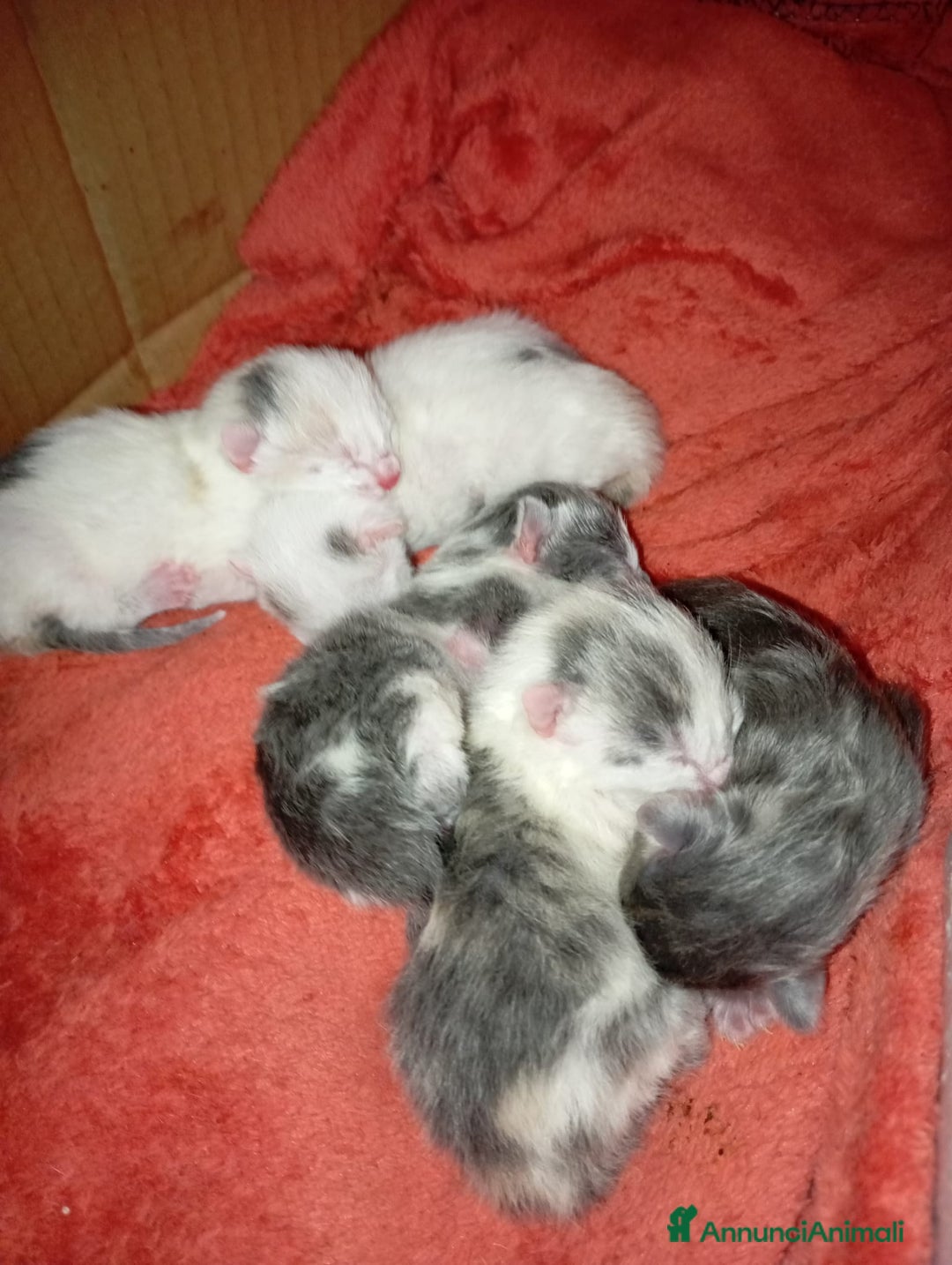 Europeo gatti in regalo: GATTI E GATTINI  - Annuncio 10