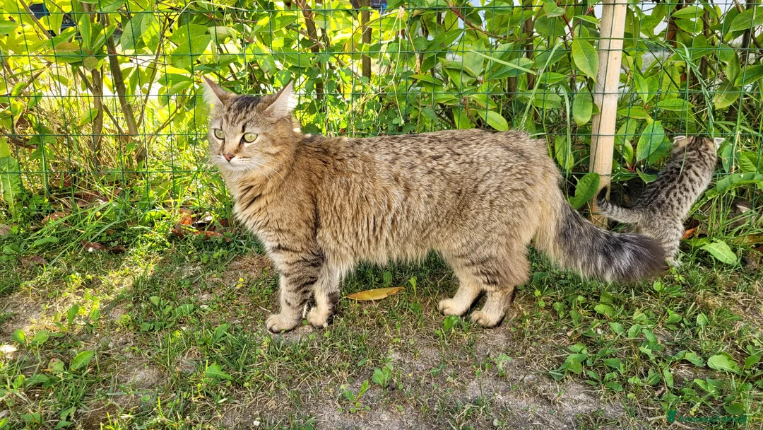 Europeo gatti in vendita: Gattino maschio di 2 mesi - Annuncio 1