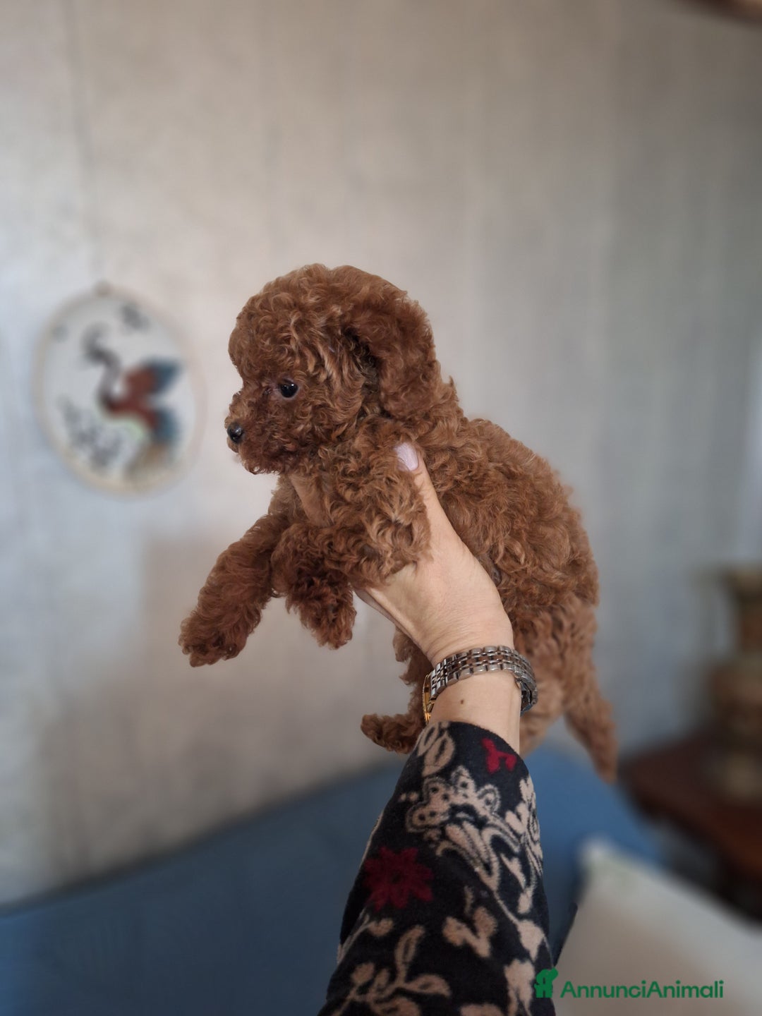 Barboncino cani in vendita: Cucciolata TOY RED con PEDIGREE ENCI + test - Annuncio 5