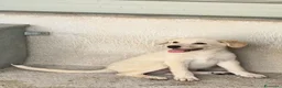 Meticcio cani in regalo: Maya  a Provincia di Reggio Emilia - Annuncio 1