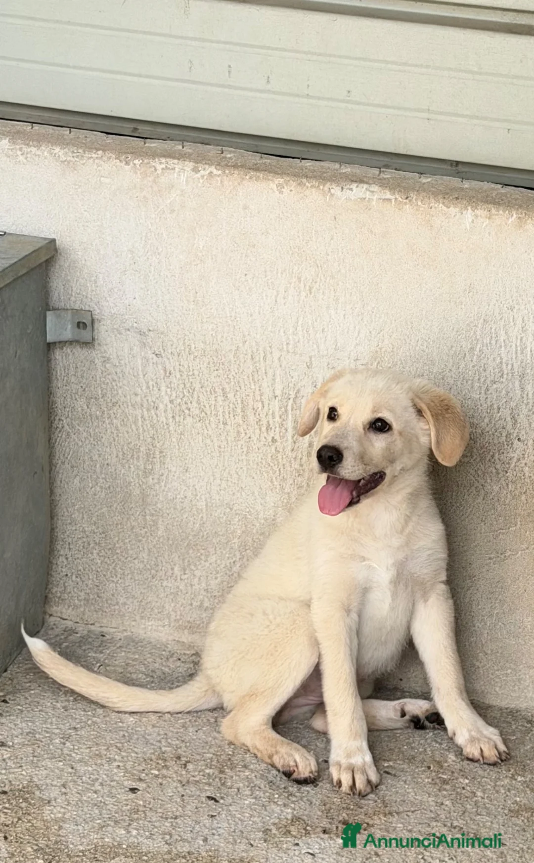 Meticcio cani in regalo: Maya  a Provincia di Reggio Emilia - Annuncio 1