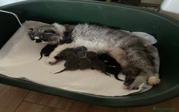 Scottish gatti in vendita: Scottish straight e fold - Annuncio 8