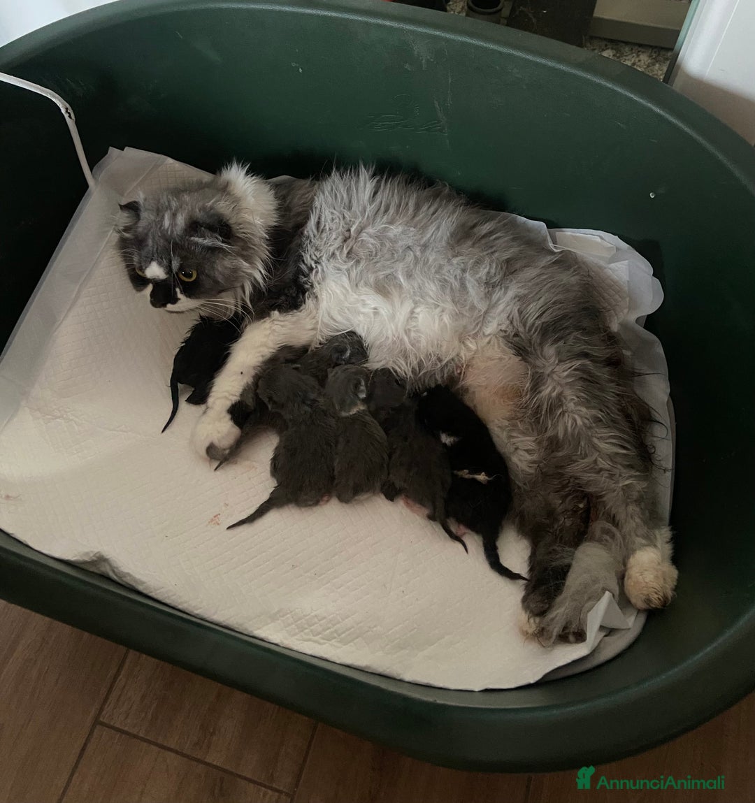 Scottish gatti in vendita: Scottish straight e fold - Annuncio 8