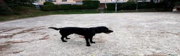 Labrador cani per accoppiamento: Accoppiamoci - Annuncio 2