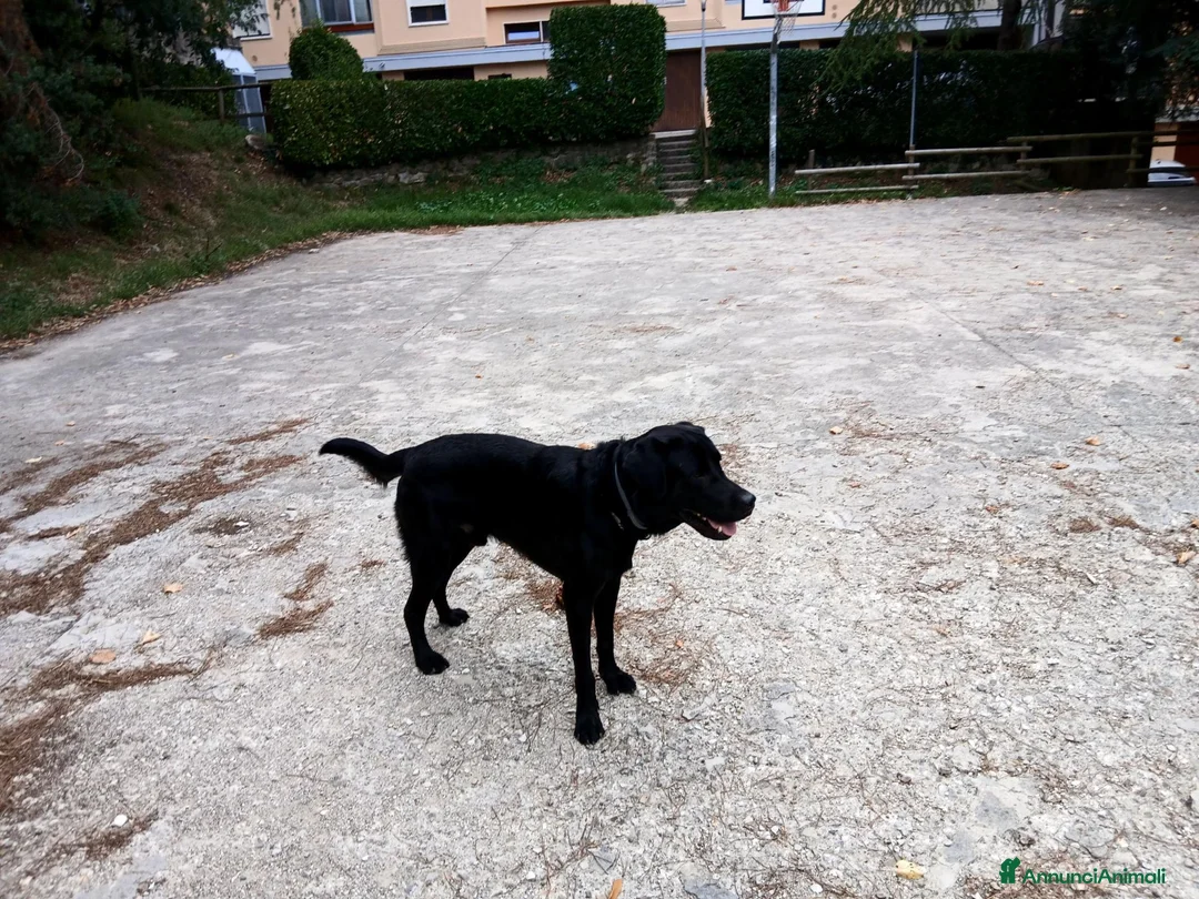 Labrador cani per accoppiamento: Accoppiamoci - Annuncio 2